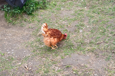 Free Running Chickenの写真素材