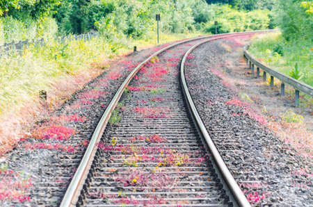 View on railroad tracks, track with a colorful plantings.の写真素材
