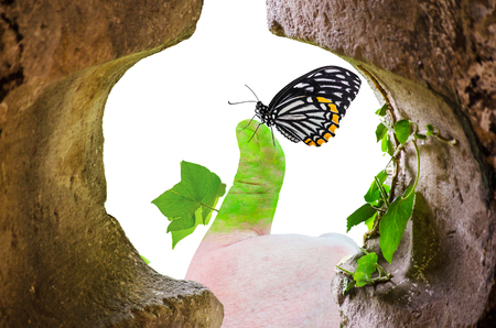 Hand lightly colored green on a butterfly sitting with your thumb and leaves growing against a white background の写真素材