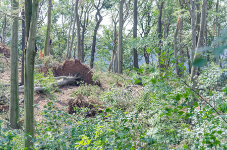 Destroyed by a hurricane-like storm trees, crop damage の写真素材