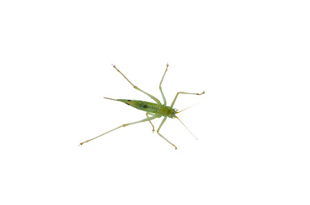 Young little insect, grasshopper photographed from below through a glass window.