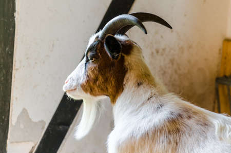 Young goat in the barn with brown and white spotted coat.の写真素材