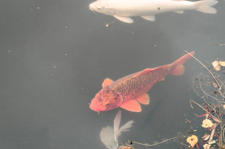 Koi carp in Japan is regarded as symbols of prosperity and happiness.の写真素材