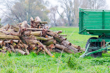 Pendant on a meadow next to a stack of firewood ready for the winter season.の写真素材