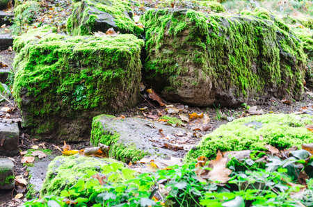 Beautiful mossy stones in autumn forestの写真素材