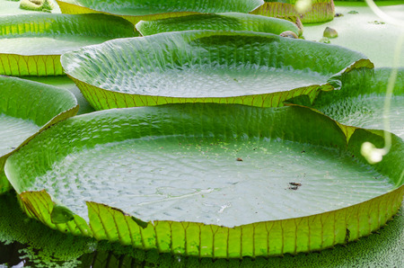 Large sheet of a water lily plant.の写真素材