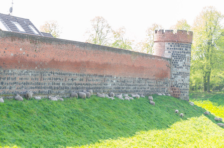 A flock of sheep grazing outside the walls of a medieval city wall.の写真素材