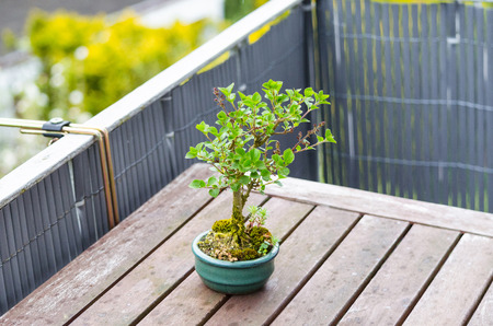 Bonsai miniature tree on a table of a balcony.の写真素材