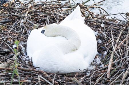 Mute swan at its nest with eggs in an urban park.の写真素材