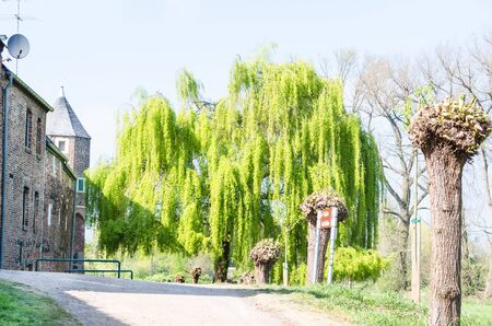 Beautiful large weeping willow outside the city walls of Zons am Rhein, Germany.の写真素材