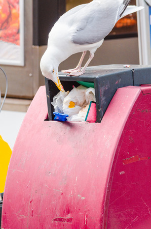 Seagull on a red trash bin in the middle of a city. Looking in the trash for food and nesting material.の写真素材