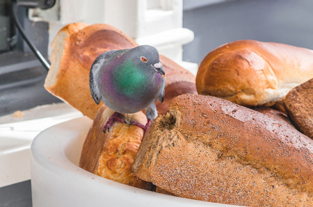 Pigeon on a large bread basket in front of a bakery, eating the bread.の写真素材