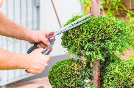 Close-up, a gardener cuts the topiary of arborvitae, Thuja.