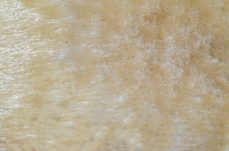 Closeup of a animal fur texture as background, texture.の写真素材