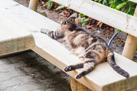 Lazy cat sleeping on a wooden bench.の写真素材