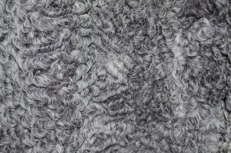 Closeup of a animal fur texture as background, texture.