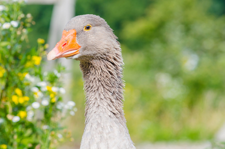 Up, Head of a graylag goose with an orange beak.の写真素材