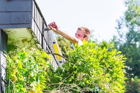 Gardener standing on a ladder in front of a house. Trimming an ivy with a hedge trimmer.の写真素材