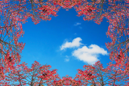 Beautiful autumn Scene. Autumn frame against blue sky.