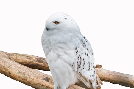 Snowy owl sitting on a branch in front of a white backgroundの写真素材