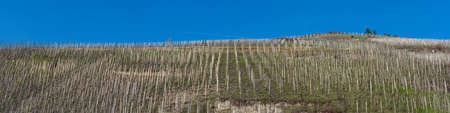 Panorama, vineyards on the Moselle against a blue sky.の写真素材