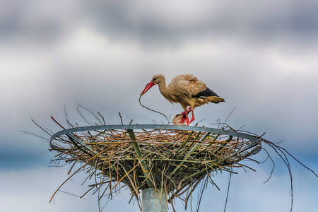 HDR processing. Artistic work of my own. Female and Male Stork in nestの写真素材
