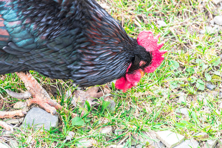 Free Running Chicken foraging on a farmの写真素材