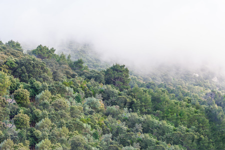 Forested mountainside with low lying cloud shrouded in fog, a scenic landscape view.