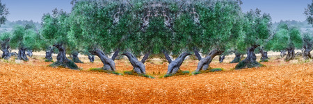 Olive trees in a row. Olive tree plantation in Mallorca in Spain.の写真素材
