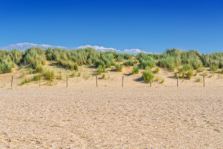 Protected landscape, dune on the beach of Holland in the background blue sky.