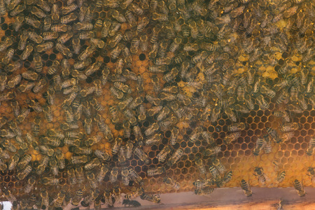 Intentional blur.Close up of a bee colony on honeycomb in a bee farm. Selective focus, Copy space.