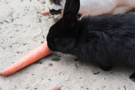 Funny black rabbits with a carrot sitting on sandy soil.の写真素材