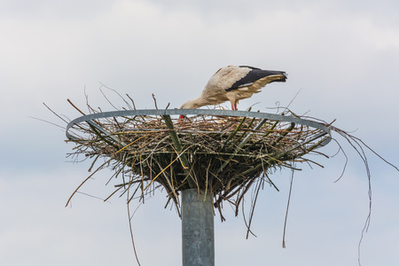 Close up two storks on the nest at the  nest building