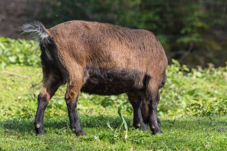 Brown goat on a meadow at pasture.の写真素材