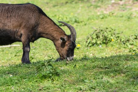 Brown goat on a meadow at pasture.の写真素材