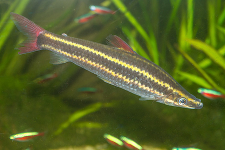 Fish in an aquarium, fish in an aquarium on green backgroundの写真素材