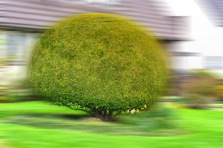 Arborvitae Thuja or in the front yard of a house.の写真素材