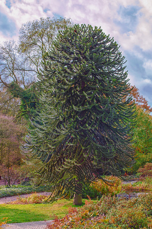 Araucaria grow evergreen trees and belong to the plant family of the conifers.の写真素材