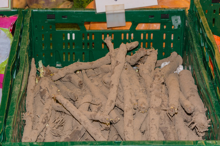 Fresh black salsify with coarse dark shell.の写真素材