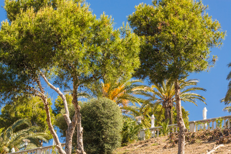 Palm and pine trees against a blue sky.の写真素材