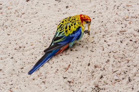 A colorful parakeet is called the platypus or Rosella.の写真素材