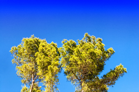 Landscape, tree tops of pine trees and palm trees on mediterranean sea in Majorca in Spain against blue sky.の写真素材
