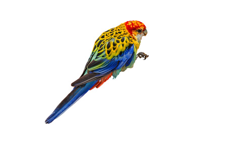 White-breasted parakeet or also called Rosella against white background.の写真素材