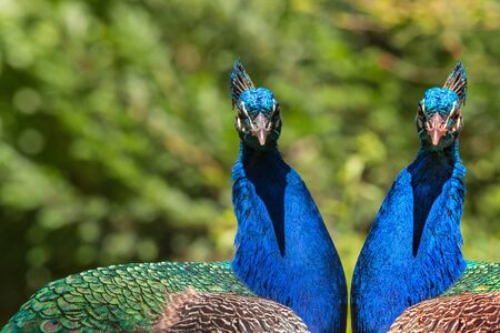 Beautiful big peacock sitting on a wooden fence.の写真素材