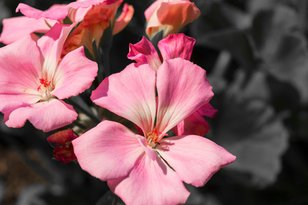 Geraniums are popular as balcony plants or masonry.の写真素材