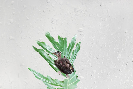 Dropped from the nest, a dead young bird chick.の写真素材