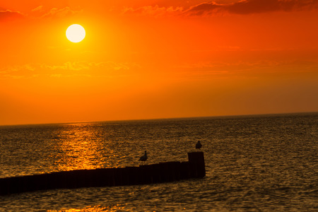 Sunset on the beach, seagulls sitting on a pole.の写真素材