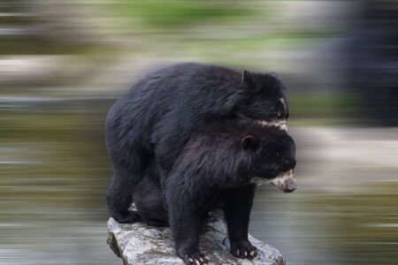 Two beautiful bears hug each other and play togetherの写真素材