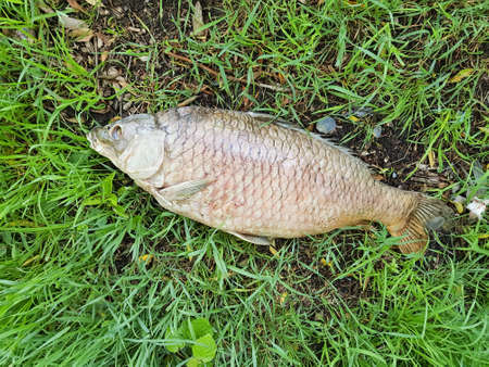 poisoned fish .Environmental pollution. The effects of toxic emissions in the aquatic environment