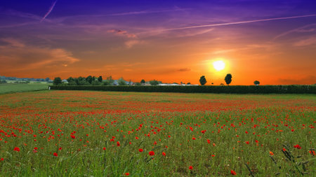 Campo con hierba verde y amapolas rojas contra el cielo del atardecer